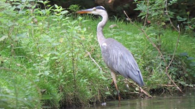 Le Mazeau faune et flore