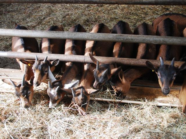 Rencontres Inattendues - Les Fromages de Perrure - Mervent - Fontenay-Vendée - 85