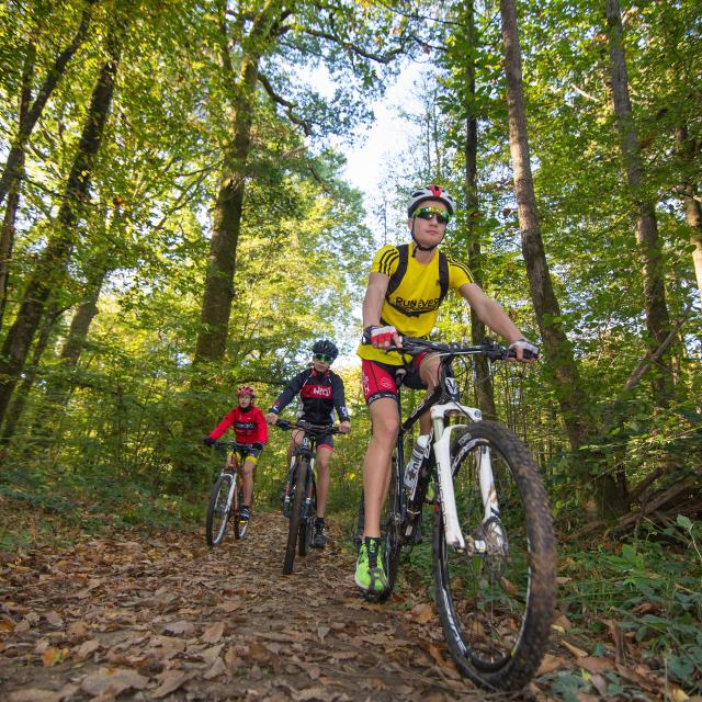 Pistes VTT en Forêt de Mervent