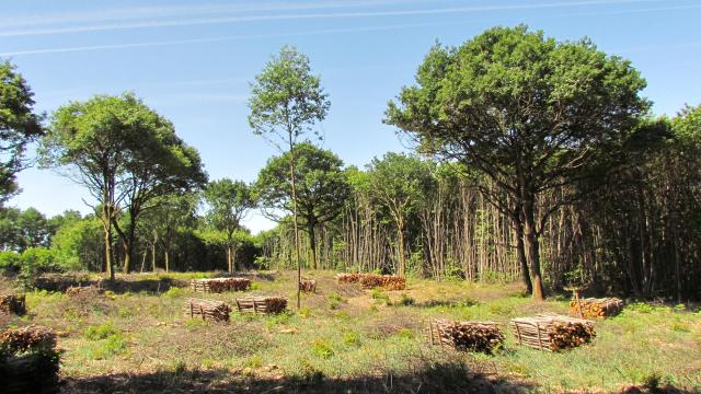 Coupe en forêt de Mervent - ONF - Fontenay-Vendée - 85