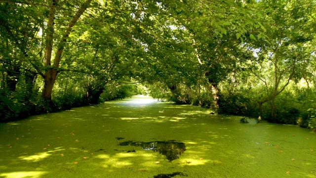 Balade en barque Marais poitevin