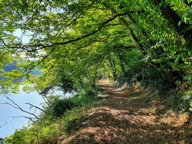 Forêt de Mervent-Vouvant sentier pédestre et VTT