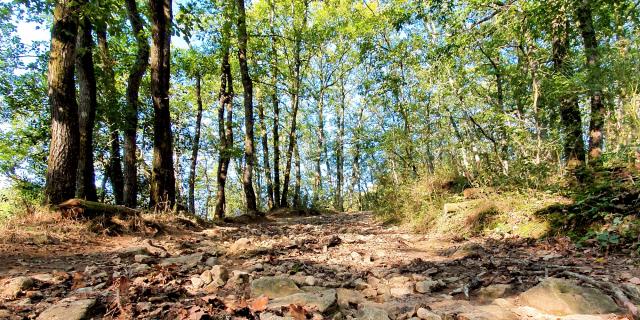 Forêt de Mervent-Vouvant sentier pédestre et VTT