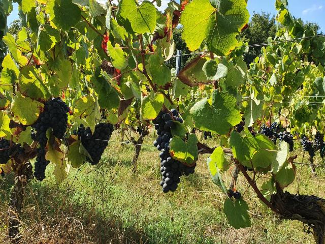 Pissotte vignes du Domaine Coirier